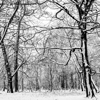 Buy canvas prints of Snow slapped trees in black and white by Cliff Kinch