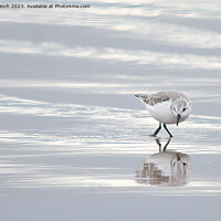 Buy canvas prints of Sanderling  by Cliff Kinch