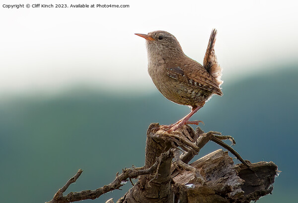 Every watchful wren Picture Board by Cliff Kinch