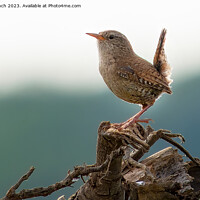 Buy canvas prints of Every watchful wren by Cliff Kinch