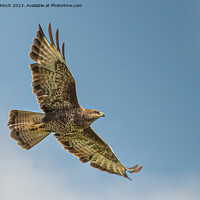 Buy canvas prints of Buzzard gliding by Cliff Kinch