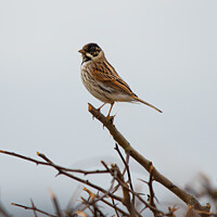 Buy canvas prints of Reed Bunting by Cliff Kinch