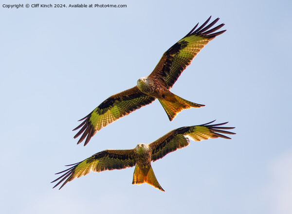 Pair of red kites Picture Board by Cliff Kinch