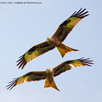 Buy canvas prints of Pair of red kites by Cliff Kinch