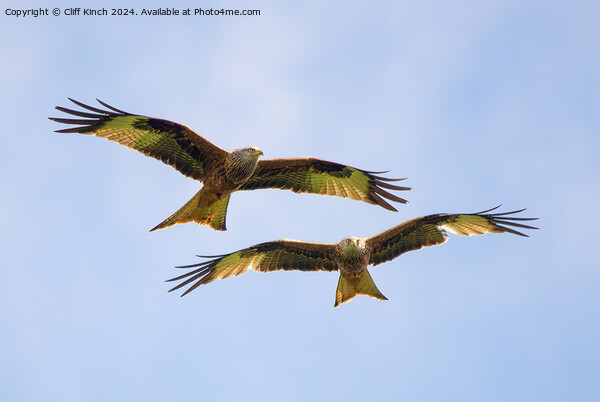 Pair of red kites in flight Picture Board by Cliff Kinch
