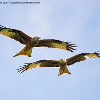 Buy canvas prints of Pair of red kites in flight by Cliff Kinch