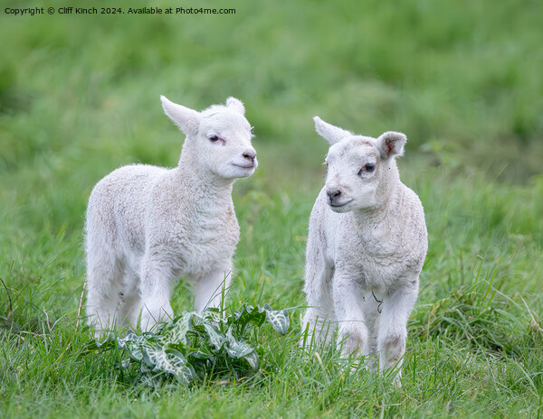 Spring lambs Picture Board by Cliff Kinch