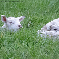 Buy canvas prints of Spring lambs by Cliff Kinch