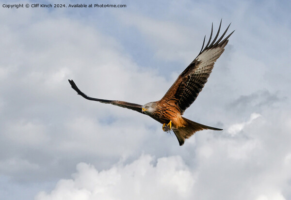 Red Kite in Flight Picture Board by Cliff Kinch