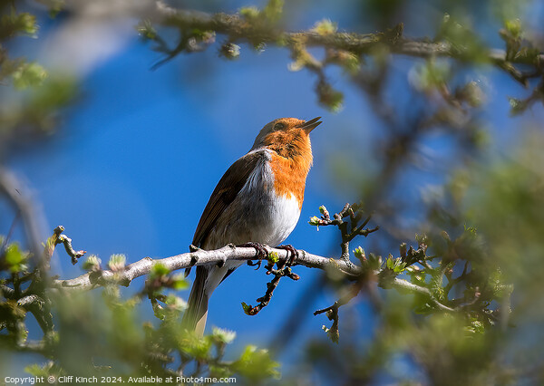 A robin perched on a tree branch Picture Board by Cliff Kinch