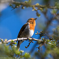 Buy canvas prints of A robin perched on a tree branch by Cliff Kinch