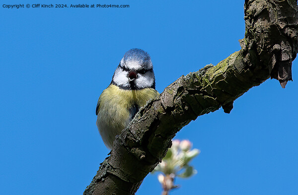 Blue tit Picture Board by Cliff Kinch
