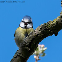 Buy canvas prints of Blue tit by Cliff Kinch