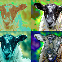 Buy canvas prints of Dreaming of electric sheep by Cliff Kinch