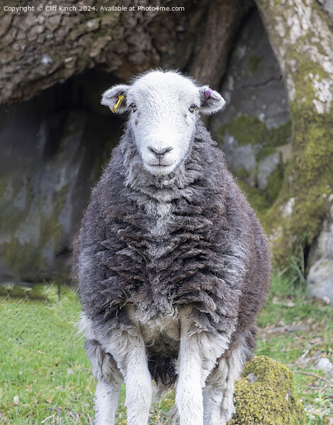 Herdwick sheep Picture Board by Cliff Kinch
