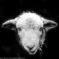 Buy canvas prints of Herdwick sheep in black and white by Cliff Kinch