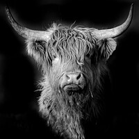 Buy canvas prints of Highland Cow in black and white by Cliff Kinch