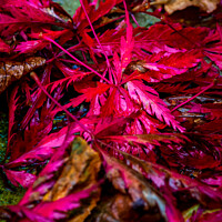 Buy canvas prints of Red Autumn Leaves by Cliff Kinch