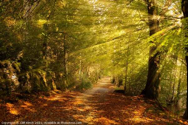 Sunrays on an autumn path Picture Board by Cliff Kinch