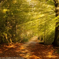 Buy canvas prints of Sunrays on an autumn path by Cliff Kinch