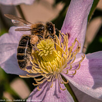 Buy canvas prints of Pollen-laden masonry bee by Cliff Kinch