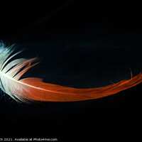 Buy canvas prints of Flamingo feather by Cliff Kinch