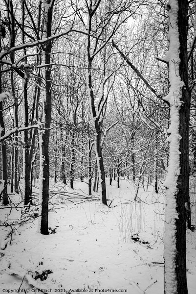 Monochrome forest Picture Board by Cliff Kinch