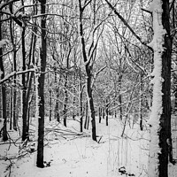 Buy canvas prints of Monochrome forest by Cliff Kinch