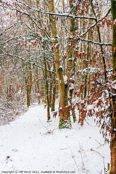 Snowy woodland path Picture Board by Cliff Kinch