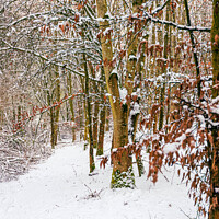 Buy canvas prints of Snowy woodland path by Cliff Kinch