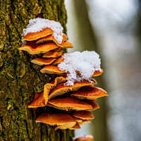 Buy canvas prints of Tree fungus by Cliff Kinch