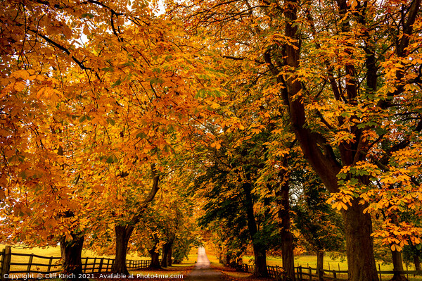 Autumn Canopy Picture Board by Cliff Kinch