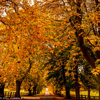 Buy canvas prints of Autumn Canopy by Cliff Kinch