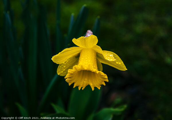 Daffodil Picture Board by Cliff Kinch