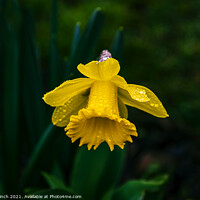 Buy canvas prints of Daffodil by Cliff Kinch