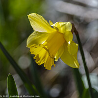 Buy canvas prints of Bright yellow daffodil by Cliff Kinch
