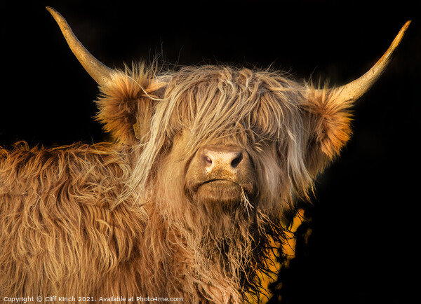 Highland Cow  Picture Board by Cliff Kinch