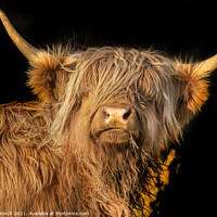 Buy canvas prints of Highland Cow  by Cliff Kinch