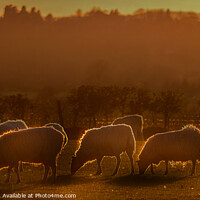 Buy canvas prints of Sheep grazing in the evening  by Cliff Kinch
