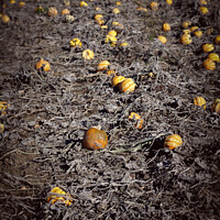 Buy canvas prints of Pumpkin Patch by Bliss Nayler