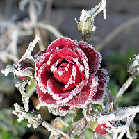 Buy canvas prints of Winter Rose by Mervyn Tyndall