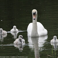 Buy canvas prints of Swan and it's young by Liann Whorwood