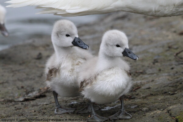 Two Cygnets  Picture Board by Liann Whorwood