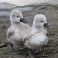 Buy canvas prints of Two Cygnets  by Liann Whorwood