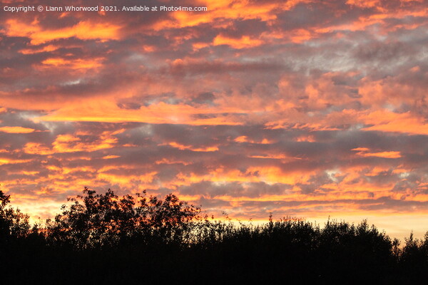 Sunset on the Norfolk broads  Picture Board by Liann Whorwood