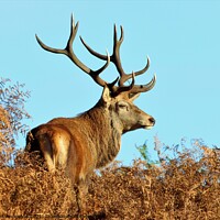 Buy canvas prints of A Stag red Deer on the look out by Liann Whorwood