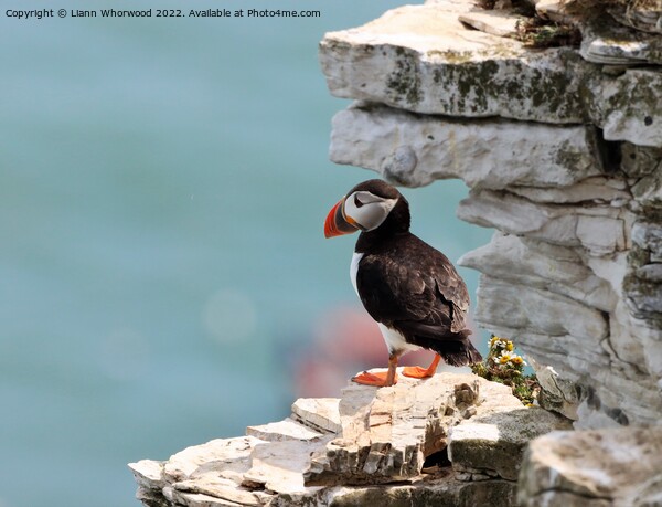 Puffin looking out to sea Picture Board by Liann Whorwood
