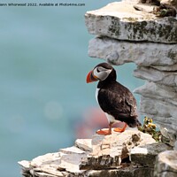 Buy canvas prints of Puffin looking out to sea by Liann Whorwood