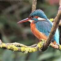 Buy canvas prints of Beautiful female Kingfisher  by Liann Whorwood
