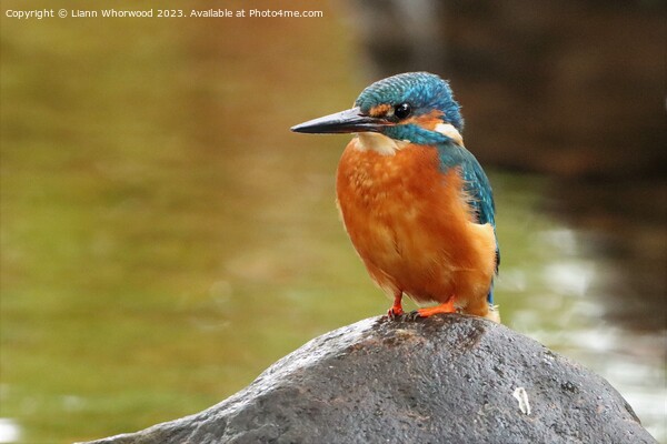Male Kingfisher perched  Picture Board by Liann Whorwood
